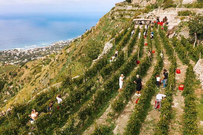 Premium Ischia Wine Tasting Experience With Transfer Included