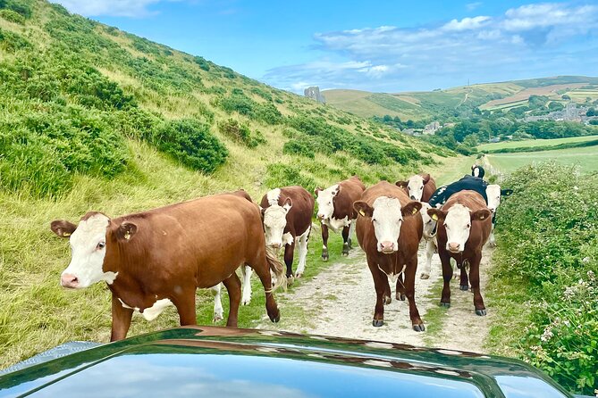 Private 4×4 Dorset Safari. 6 Hour Cruise Ship Jeep Safari Special