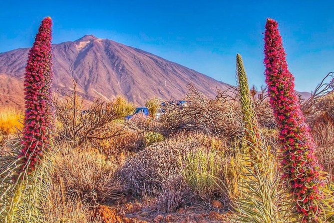 Private 8 Hours Tour to El Teide From Tenerife Hotel With Driver/Guide