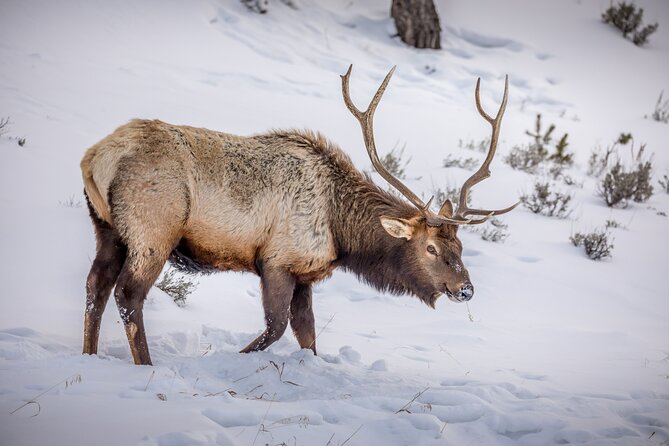 Private All-Day Winter Tour of Grand Teton National Park