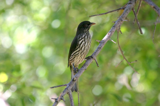 Private Birdwatching in Los Haitises National Park