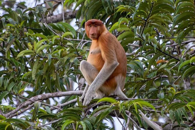 Private Borneo River Cruise and Orangutan Watching 4D3N