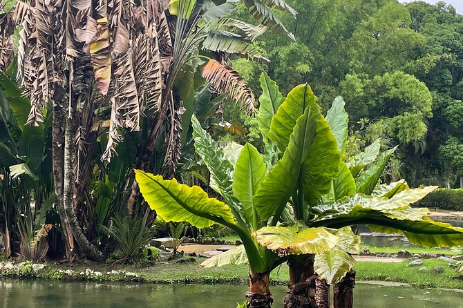 Private Botanical Garden Tour in Rio De Janeiro