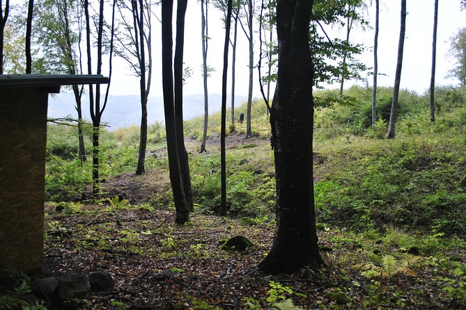 Private Brown Bear Watching Tour From Praid - Tour Overview