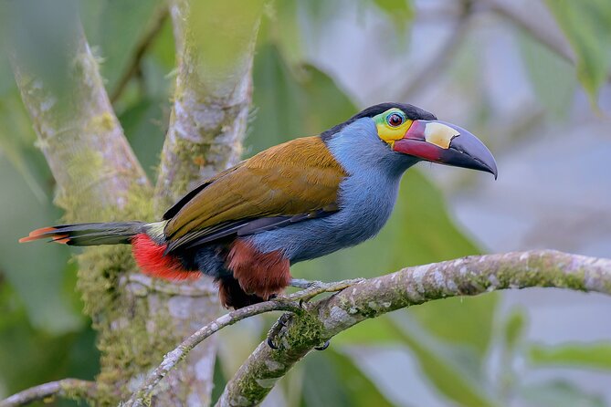 Private Cajas National Park Tour Through Cloud Forest and Moorlands - Tour Overview