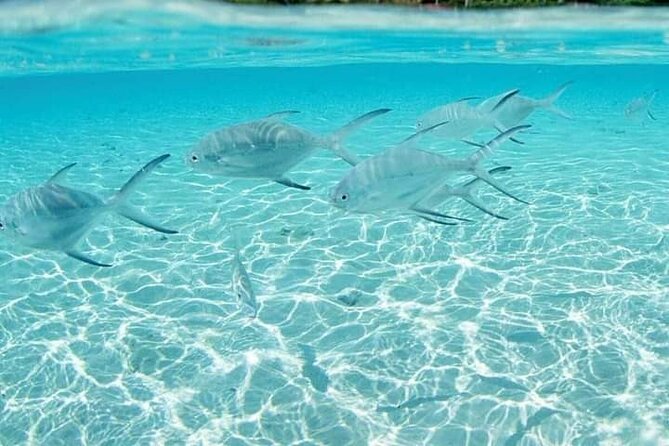 Private Catalina Snorkeling Full-Day Tour
