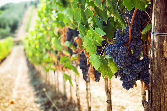 Private Chianti Winery Tour From Livorno With Pick up and Drop off - Tour Overview