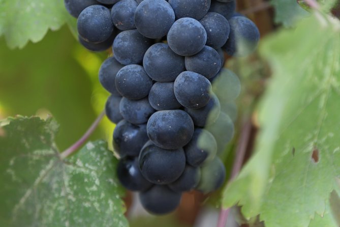 Private, Customized Napa Valley Wine Tasting Tour 10 Passenger