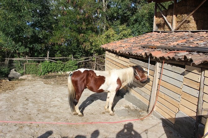 Private Day Horse Riding Trip to Sighnaghi With Lunch and Wine/Beer.