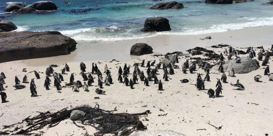 Private Day Tour Cape Point, Cape Of Good Hope & Penguins