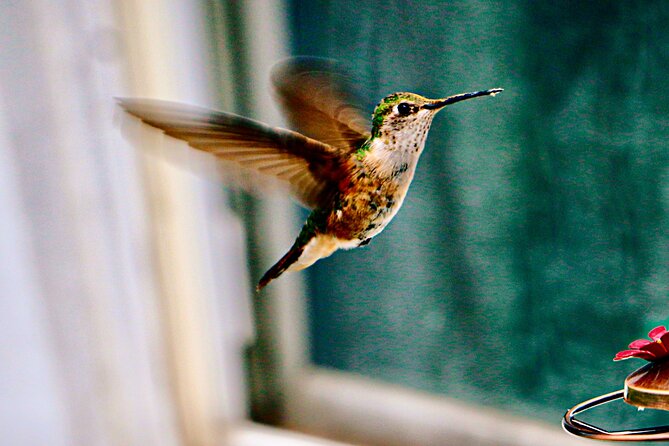 Private Day Tour in Yerette the Home of Hummingbird - Private Transportation Details