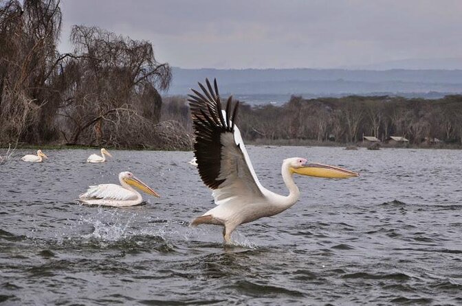 Private Day Tour to Hells Gate National Park and Lake Naivasha
