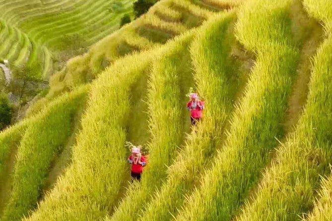 Private Day Tour to Longji Rice Terraces and Minority Villages - Tour Overview