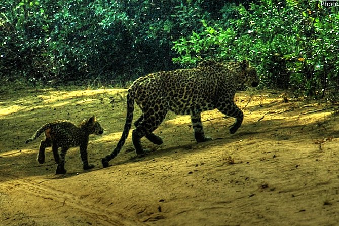Private Day Trip Anuradapura Ancient City, Wilpatu Safari From Colombo or Around - Included in the Package