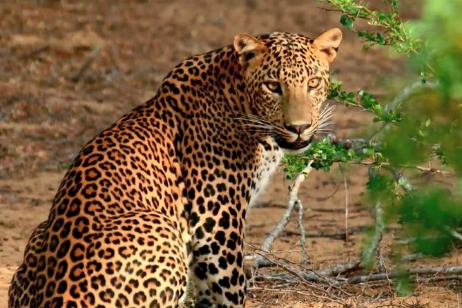 Private Day Trip to Yala National Park From Colombo