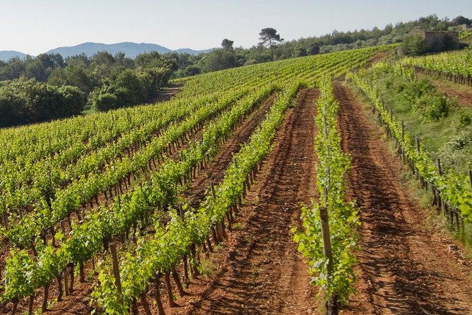Private Day Trip: Wine Tasting Tour With Pinic Lunch From Nice