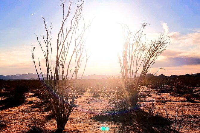 Private Driving and Hiking Tour in Joshua Tree National Park