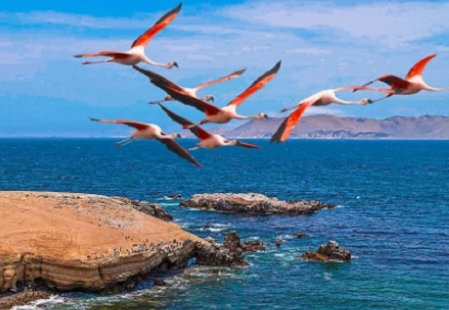 Private Excursion From Ica, Islas Bayetas (4hrs)