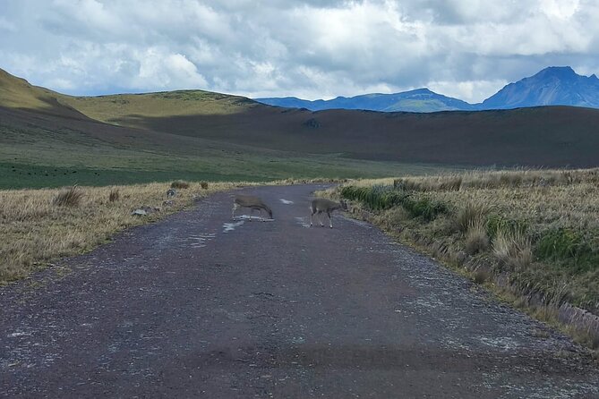 Private Excursion to Antisana Ecological Reserve - Exploring Antisana Volcanos Landscapes