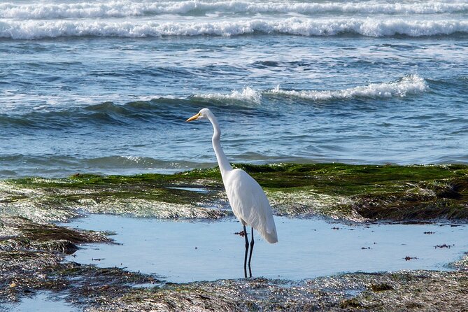 Private Full Day Coastal Tour From San Diego With Private Driver/Guide
