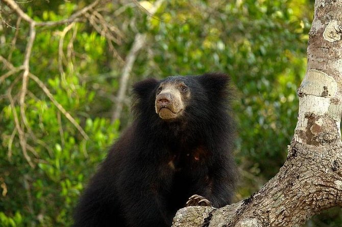 Private Full Day Tour to Wilpattu National Park From Colombo