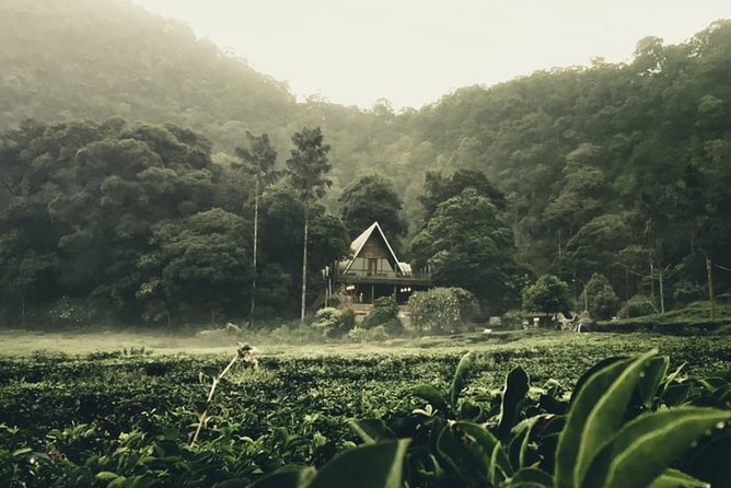Private Guided Puncak Day Tour;Solo;Small Group - Tour Overview