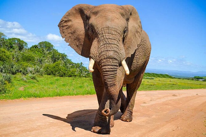 Private Half-Day Addo Elephant National Park Safari