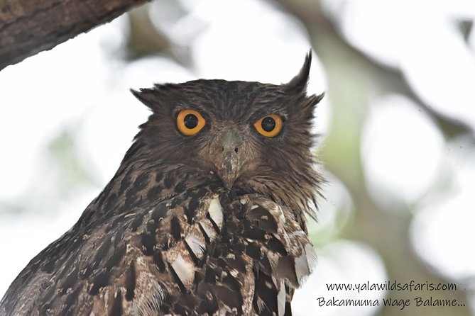Private Half Day Safari Tour to Yala NP From Tangalle and Drop Back