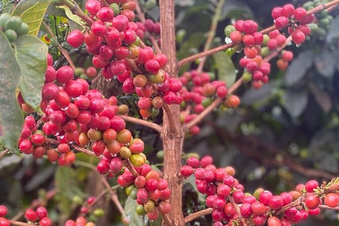 Private Half-Day Tour in Fairview Coffee Farm From Nairobi