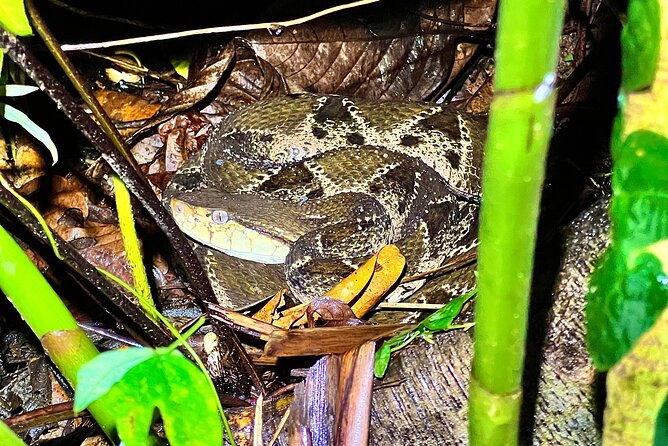 Private Jungle Night Tour in Quepos - Tour Overview