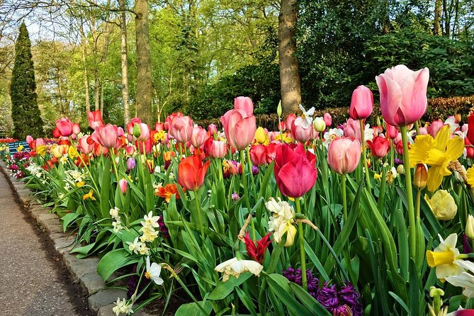 Private Keukenhof Gardens and Tulip Fields Tour From Amsterdam