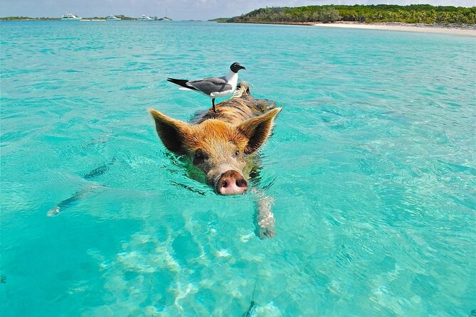 Private Koh Madsum (Pig Island) & Koh Tan by Longtail Boat Tour - Tour Overview and Inclusions