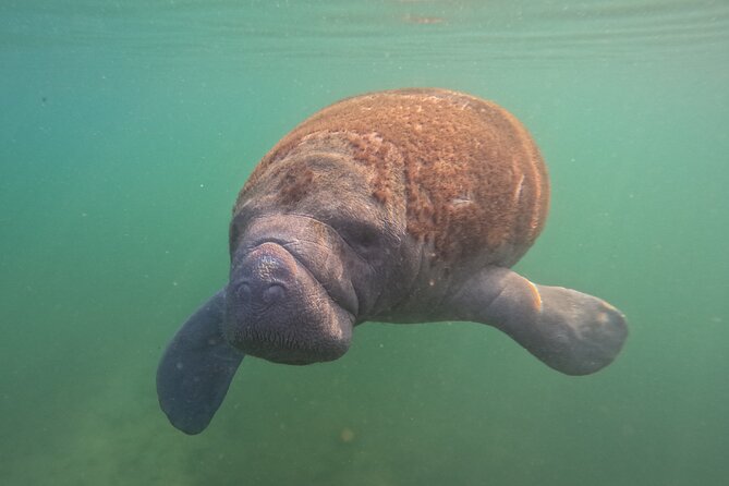 Private Manatee Swim Tour - Manatee Species and Habitat