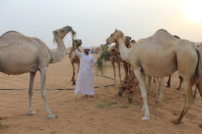 Private Morning Desert Safari From Dubai - Tour Overview