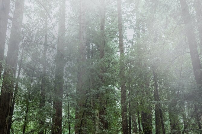 Private Muir Woods and Sausalito Half-Day Tour From San Francisco - About the Tour