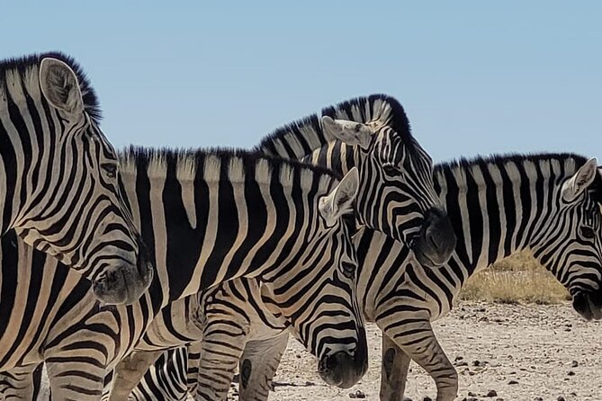 Private Multi-Day Tour Self-Drive for Beginners Safari in Namibia - Tour Overview