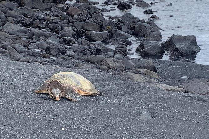PRIVATE Shore Excursion - Best of Hilo and Hamakua Coast - Inclusions and Accessibility