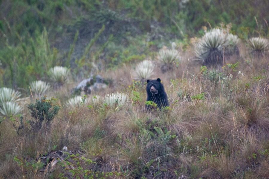 Private Sight Tour Chingaza Paramo From Bogota, Andean Bear