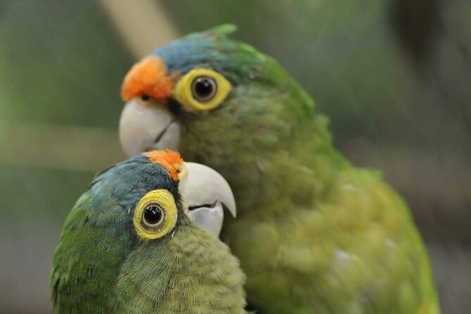Private Sightseeing Tours Puntarenas Natuwa Rescue Center