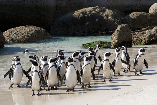 Private Table Mountain Penguins & Cape Point Tour From Cape Town