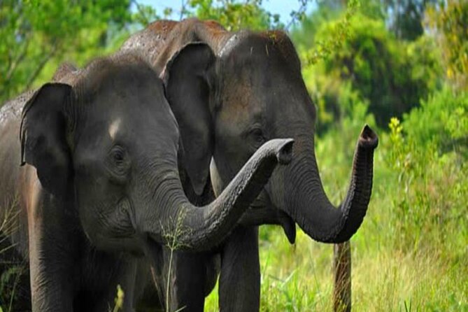 Private Taxi From Sri Lanka Airport (Bia-Cmb) to Udawalawe Hotels