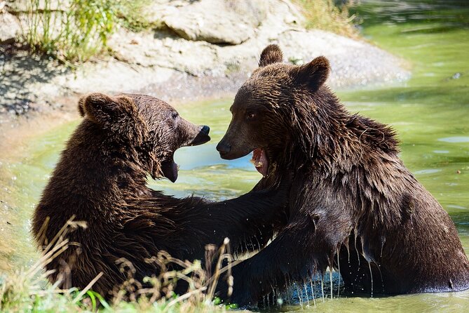 Private Tour Bear Sanctuary & City of Brasov One Day Trip - Tickets Included - Tour Overview
