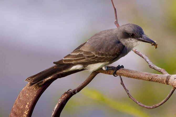 Private Tour Bird Watching in St Lucia