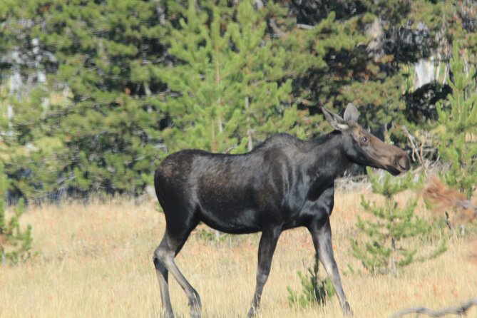 Private Tour in Grand Teton National Park and Yellowstone Lower Loop