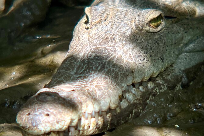 Private Tour in Palo Verde With Boat Ride - Wildlife and Nature Experiences