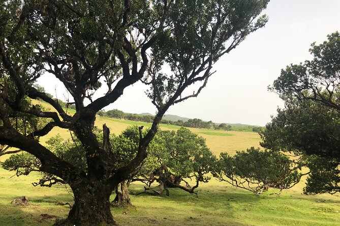 Private Tour of Fanal Park Ancient Trees - Pickup Information