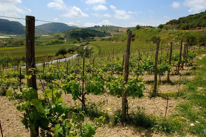 Private Tour: Olive Oil Tasting,Wine,Raki and Local Food Tour