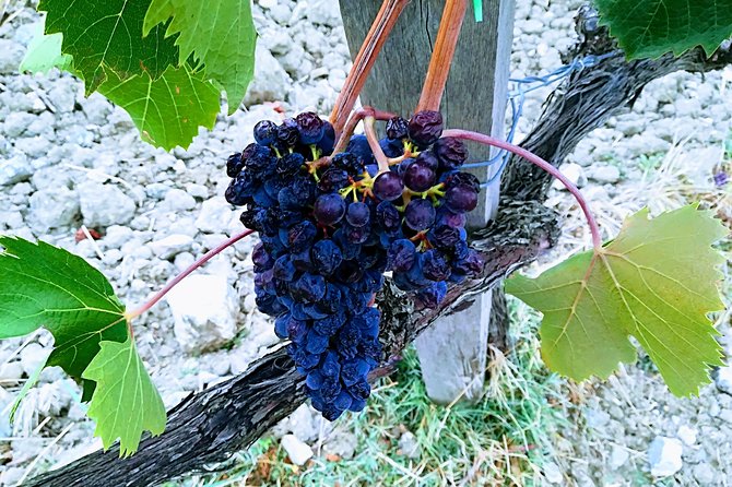 PRIVATE TOUR: Pisa & Siena in One Day With Wine Tasting & Lunch in Chianti