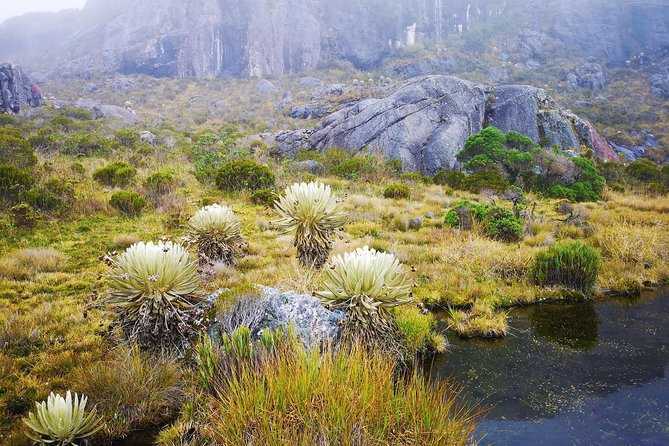 Private Tour - Santurbán Páramo (Nature)