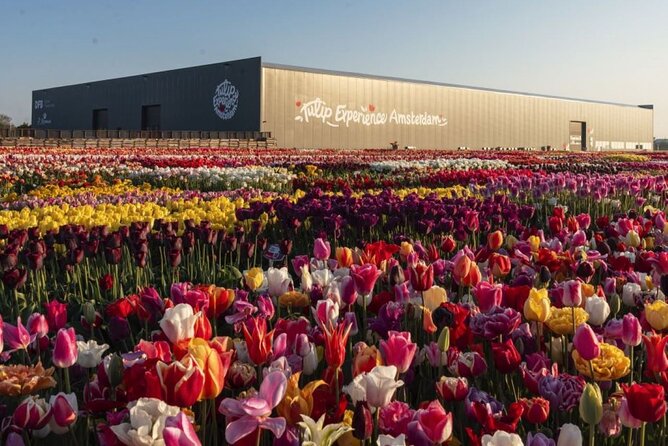 Private Tour to the Tulip Experience With Keukenhof Visit